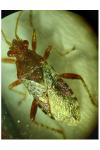 Rhopalus subrufus