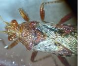 Rhopalus subrufus