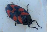 Cercopis vulnerata