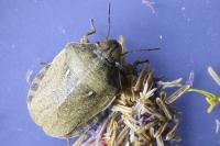 Eurygaster testudinaria
