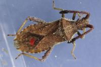 Coriomeris denticulatus