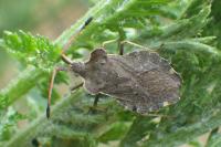 Enoplops scapha