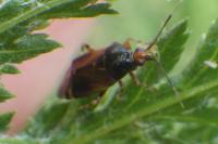 Deraeocoris flavilinea