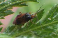 Deraeocoris flavilinea