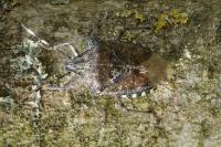 Rhaphigaster nebulosa
