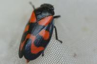 Cercopis vulnerata
