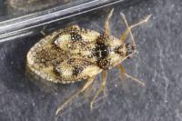Dictyla humuli
