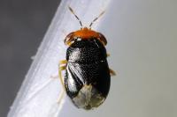 Geocoris erythrocephalus