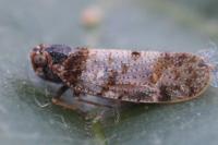 Tachycixius pilosus