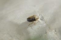 Neottiglossa leporina