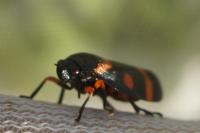 Cercopis intermedia