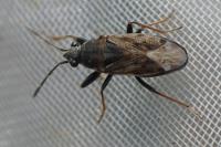 Peritrechus gracilicornis