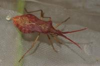 Haploprocta sulcicornis