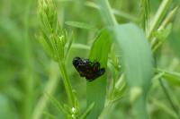 Cercopis sanguinolenta