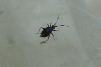 Deraeocoris ruber