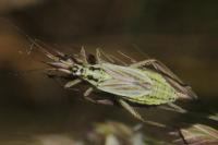 Leptopterna dolabrata