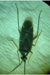Plagiognathus arbustorum