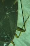 Plagiognathus arbustorum