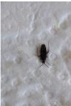 Plagiognathus arbustorum