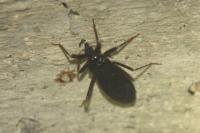 Reduvius personatus