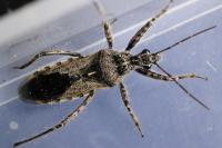 Coranus kerzhneri