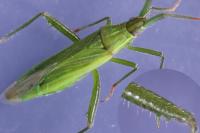 Stenodema calcarata