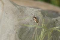Horistus orientalis