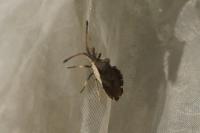 Enoplops scapha