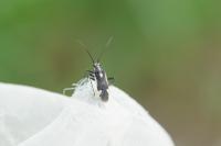Capsodes sulcatus