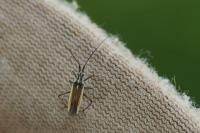 Leptopterna dolabrata