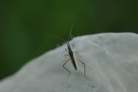 Notostira elongata/erratica
