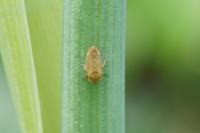 Philaenus spumarius