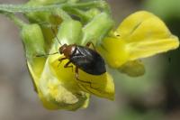 Capsus ater