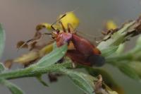 Deraeocoris olivaceus