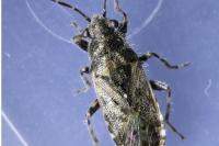 Heterogaster urticae