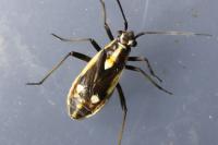Capsodes sulcatus