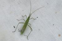 Megaloceroea recticornis