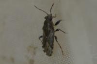 Heterogaster urticae
