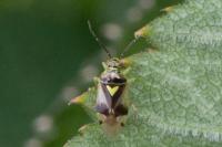 Orthops