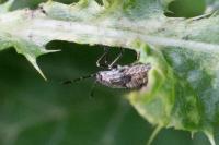 Stictopleurus
