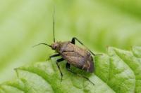 Polymerus nigrita