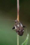 Polymerus palustris