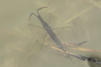 Ranatra linearis