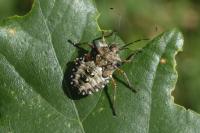 Pentatoma rufipes