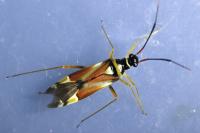 Cyllecoris histrionius