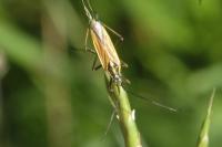 Leptopterna dolabrata