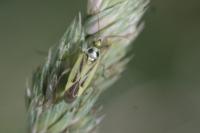Stenotus binotatus