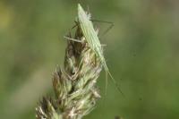 Megaloceroea recticornis