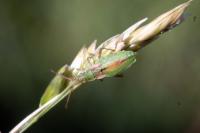 Myrmus miriformis