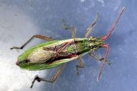Myrmus miriformis